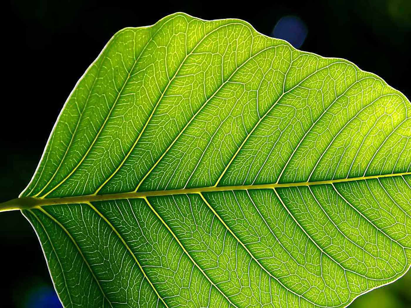 Close-up of leaf