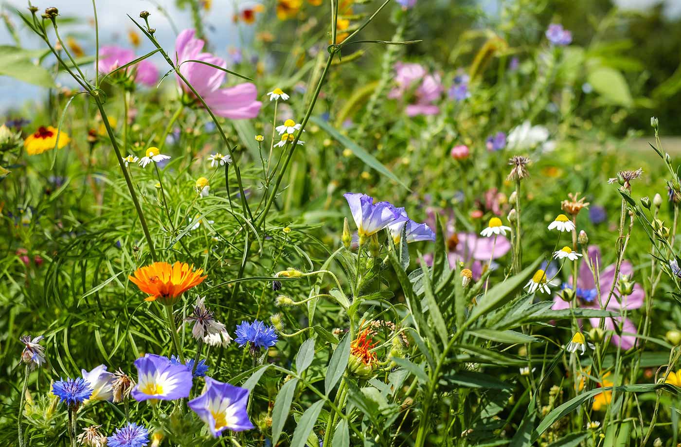 Wildflowers